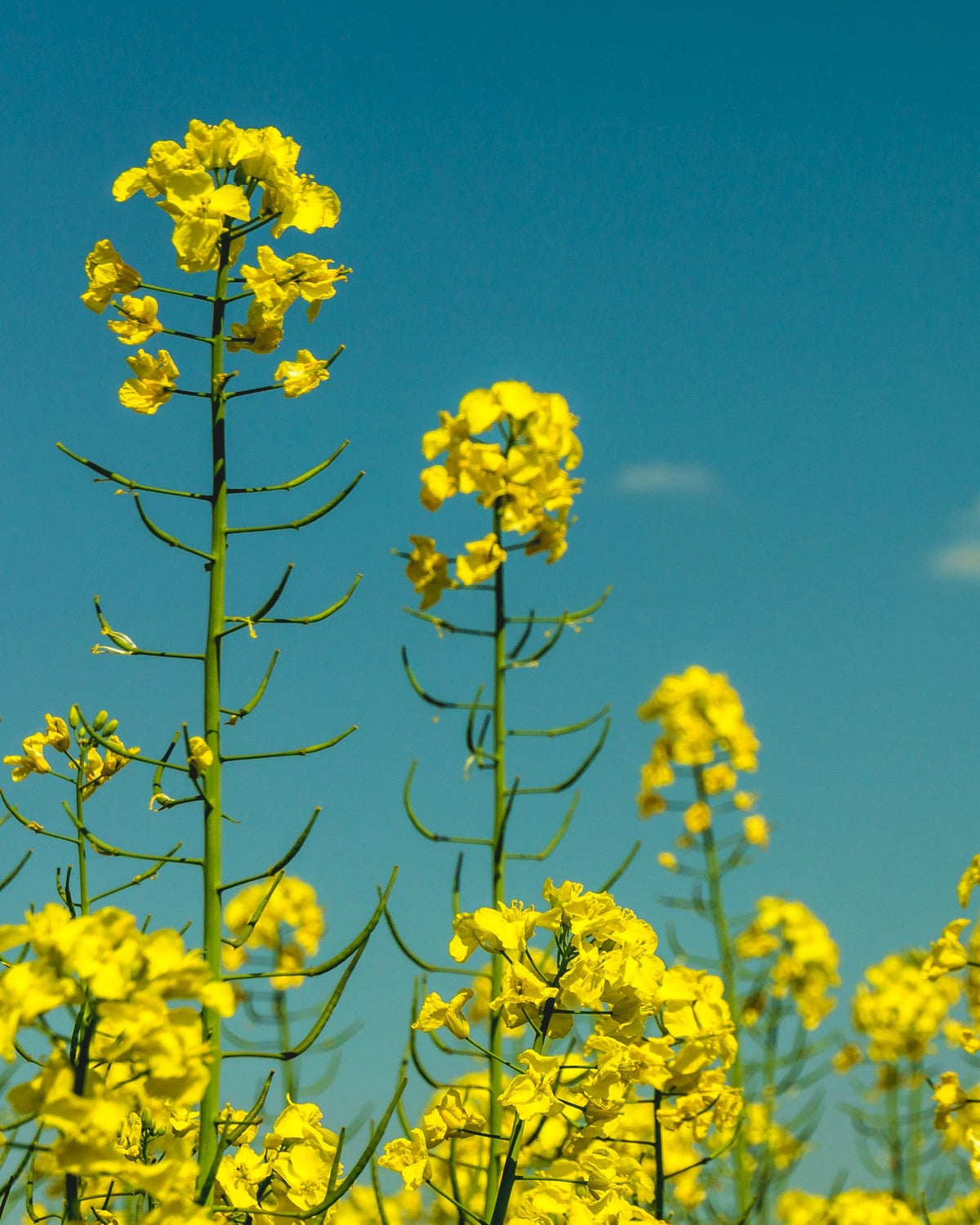 RAPESEED OIL OR CANOLA OIL? THE ACTUAL DIFFERENCE