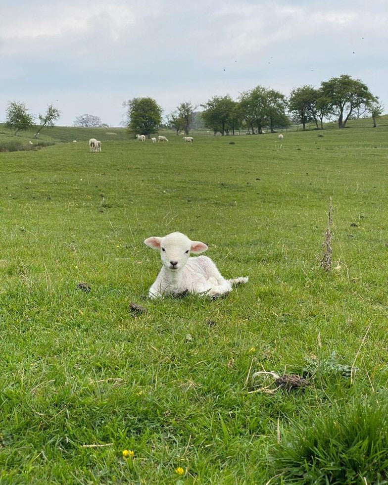 IS LIVESTOCK FARMING BAD FOR THE ENVIRONMENT?